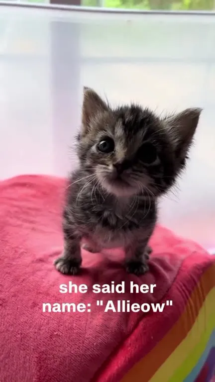 Kitten Named Allieow