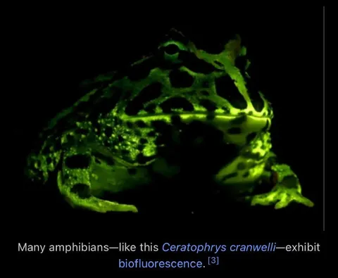Glowing Pacman Frog