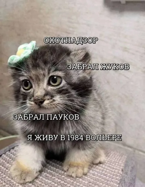 Кот охотнадзора в вольере