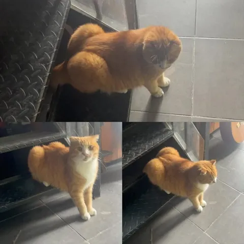 Рыжий кот на лестнице