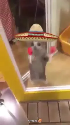 Кот танцует в сомбреро