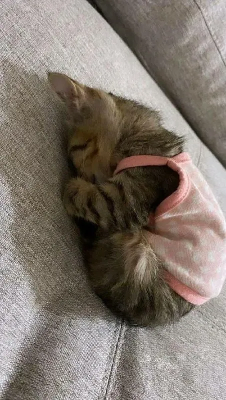 Котёнок спит в розовом платье