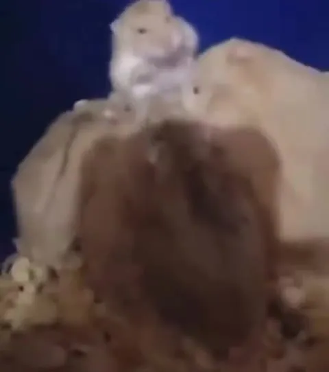 Хомяк не сдаётся