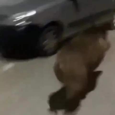 Кабан спешит на работу