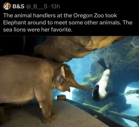 Elephant Meets Her Favorite Sea Lion