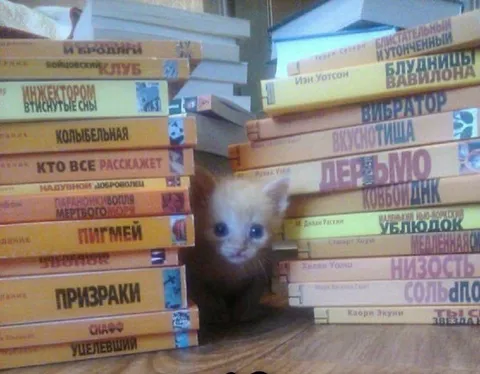 Котёнок среди книжных полок