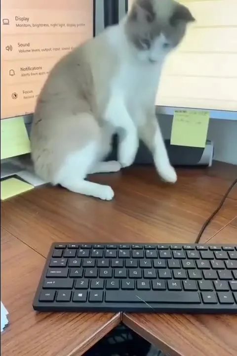 Кот ищет призрака под клавиатурой