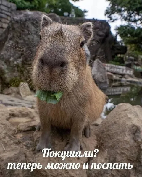 Покушал — можно поспать