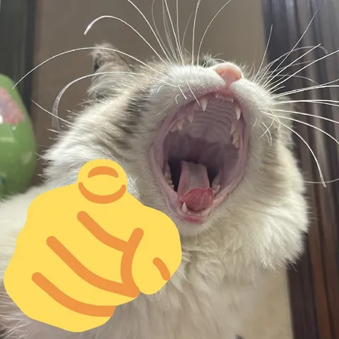 Кот кричит в камеру