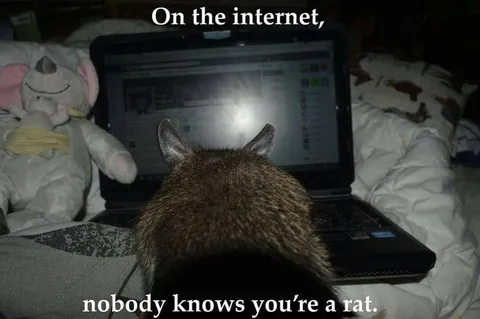 Nobody Knows You're a Rat