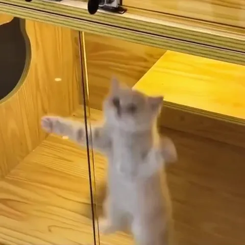 Кошачий хаос под музыку