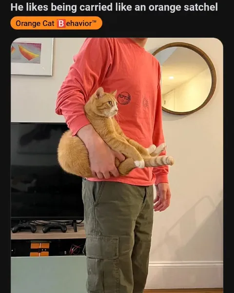 Orange Cat Satchel Carry
