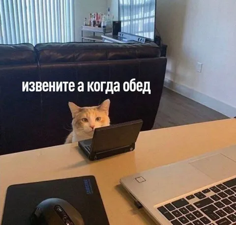 Кот спрашивает, когда обед