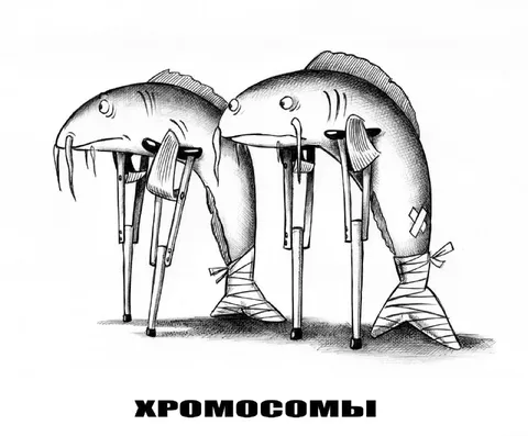 Хромосомбы на костылях