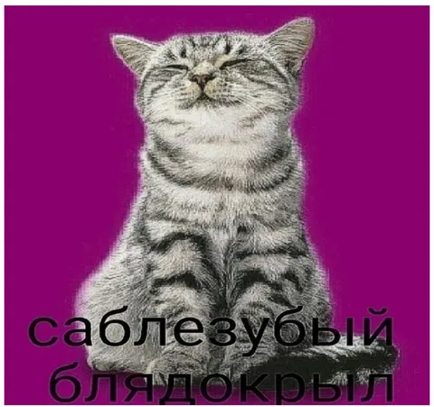 Саблезубый блядокрыл кот