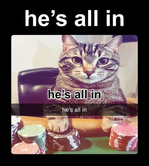 Cat Goes All In