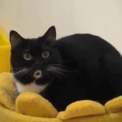 Кот слушает кларнет