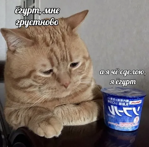 Грустный ёгурт и кот