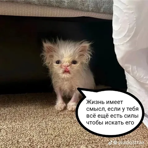 Котёнок ищет смысл жизни