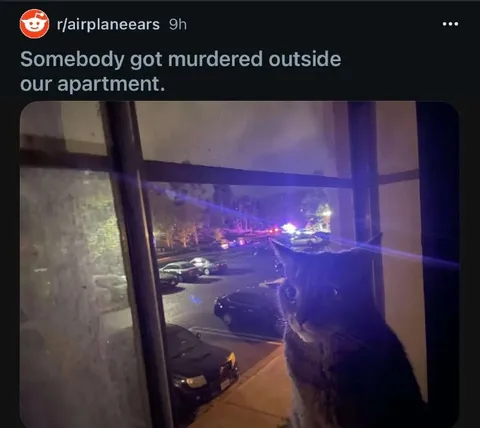 Cat Watches Police Scene