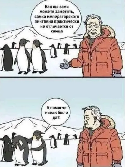 Самка императорского пингвина