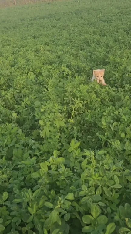Котёнок пробирается сквозь зелень