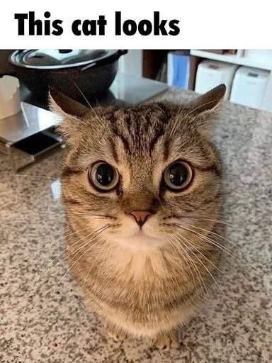 This Cat Looks Suspicious