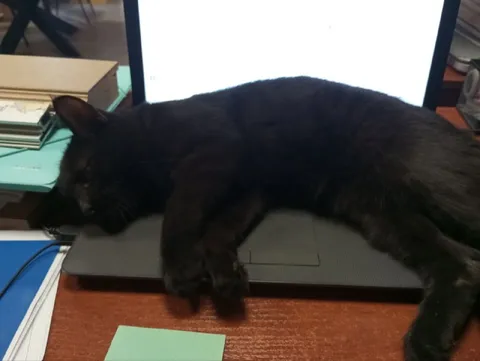 Кот занял весь ноутбук