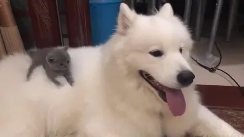 Котёнок едет на собаке