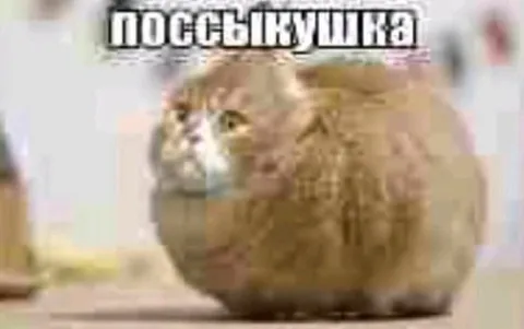 Кот выглядывает отовсюду