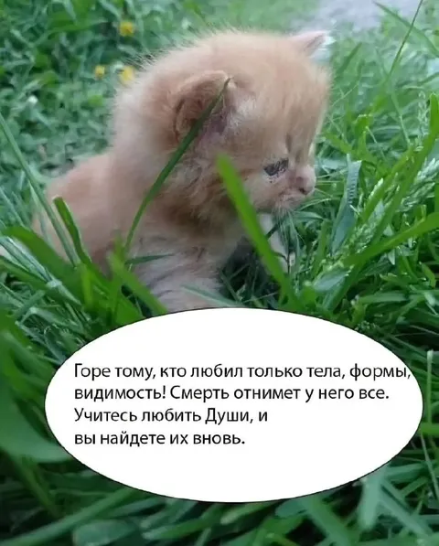 Горе тем, кто любит только тела