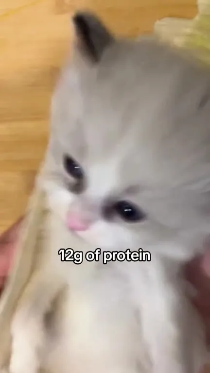 12g of Protein Kitten