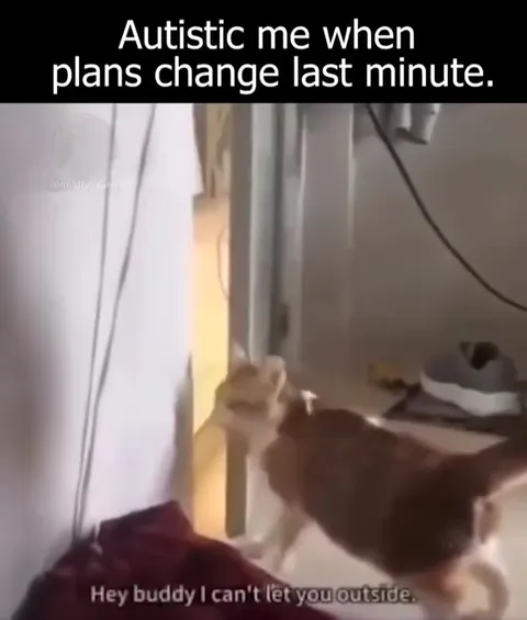 Cat Meltdown When Plans Change
