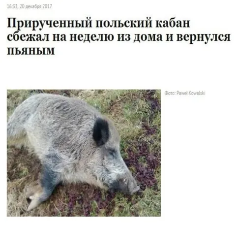 Пьяный кабан вернулся домой