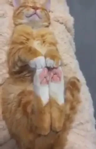 Котик сладко спит