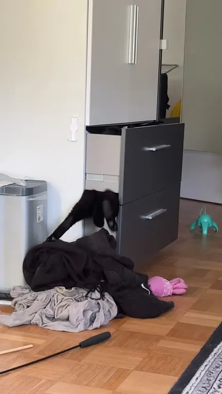 Кот выходит из шкафа