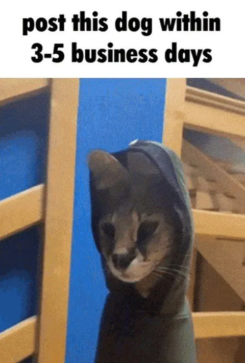 Dog Posted in 3–5 Business Days