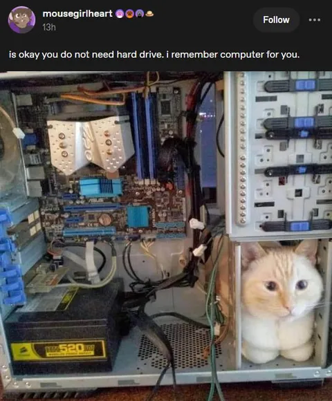 Cat Replaces the Hard Drive