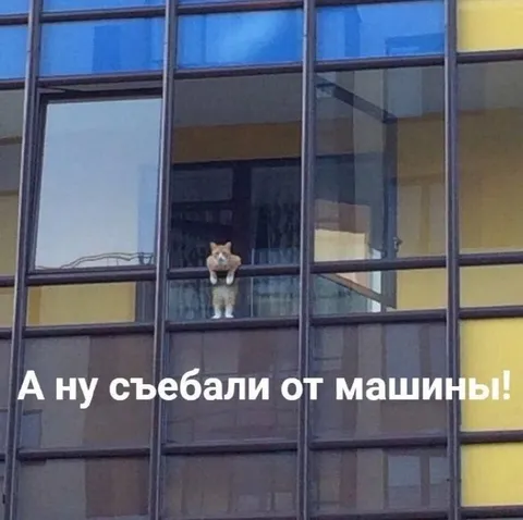 Кот прогоняет от машины