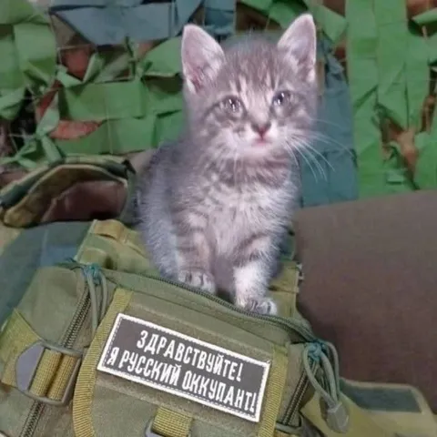Русский оккупант-котёнок