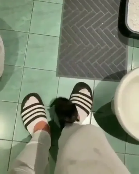 Котёнок лезет на колени