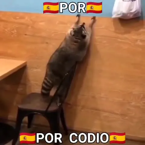 Gato luchando por codio