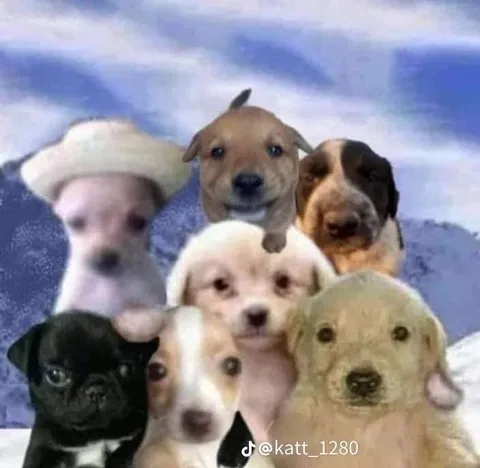 Щенки смотрят в камеру