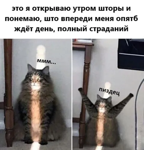 Кот открывает шторы утром