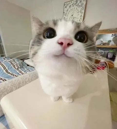 Кот смотрит прямо в душу