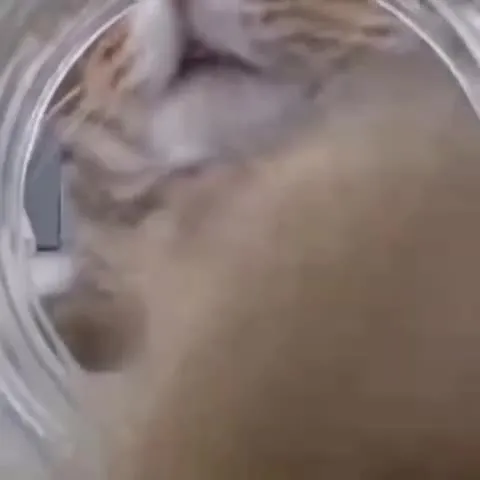 Кот слишком близко к камере
