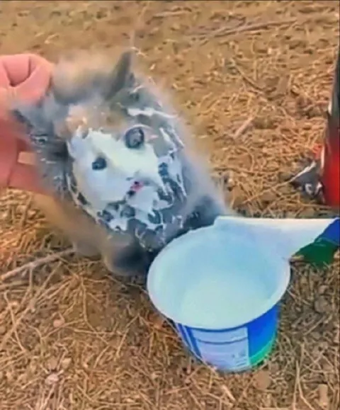 Кот с пеной на морде