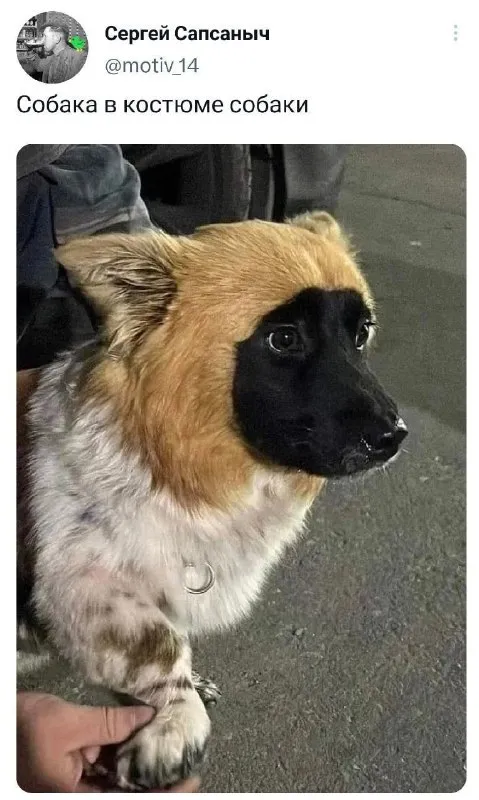 Собака в костюме собаки