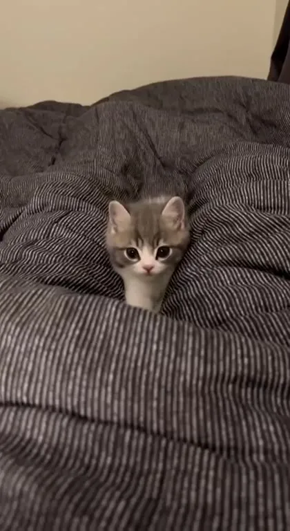 Котёнок тонет в одеяле