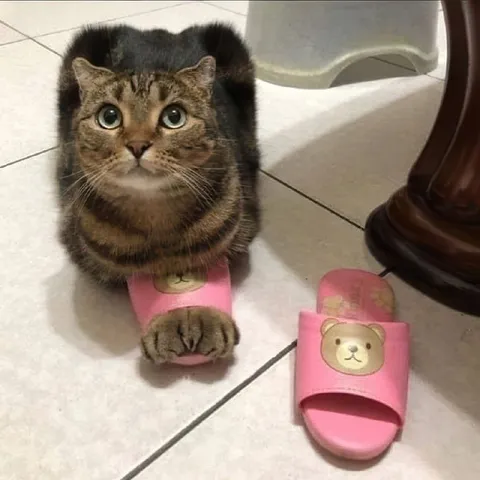 Кот в розовых тапочках